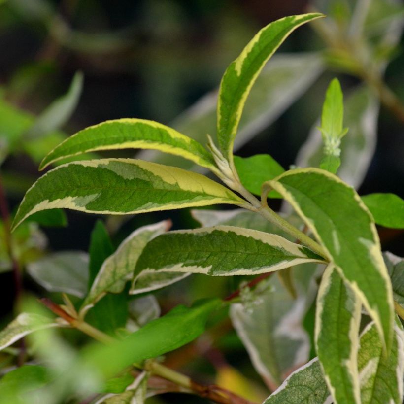 Buddleia davidii Masquerade - Arbre aux papillons (Foliage)