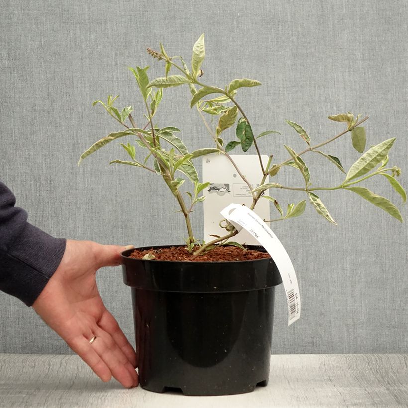 Example of Buddleia davidii Masquerade - Arbre aux papillons Pot de 3L/4L as you get in ete