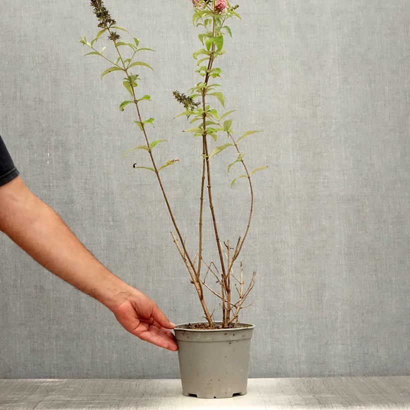 Example of Buddleia davidii Pink Panther - Arbre aux papillons Pot de 2L/3L as you get in ete