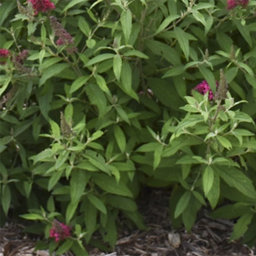 Buddleia davidii Prince Charming - Arbre aux papillons (Foliage)