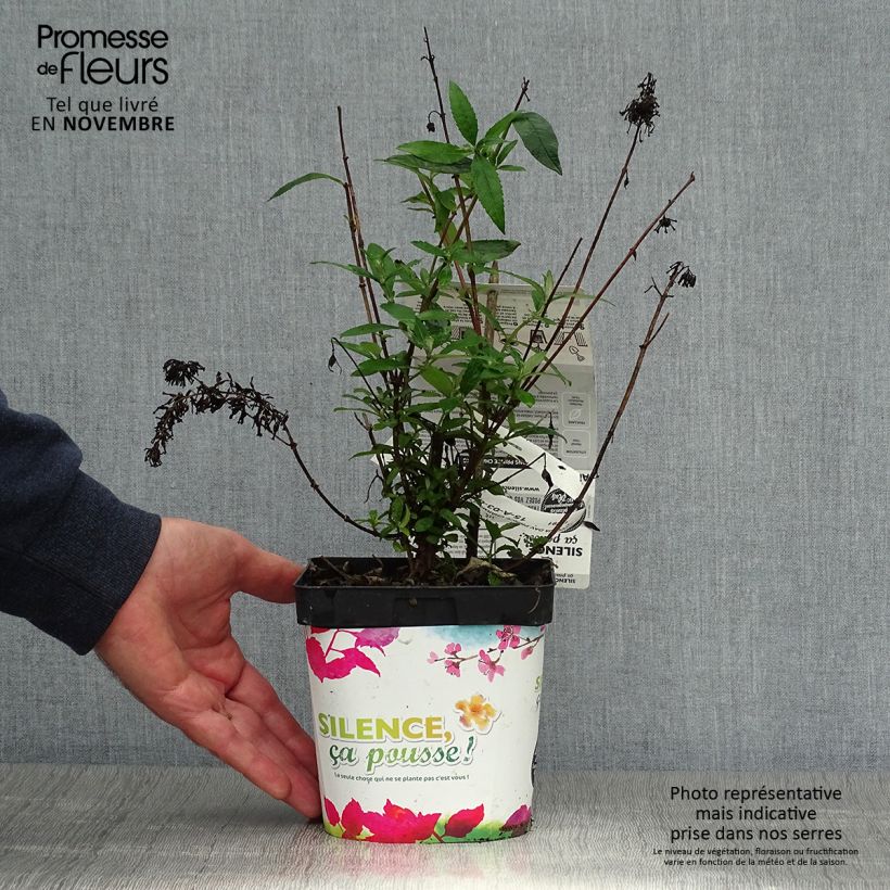 Example of Buddleia davidii Prince Charming - Arbre aux papillons Pot de 2L/3L as you get in automne