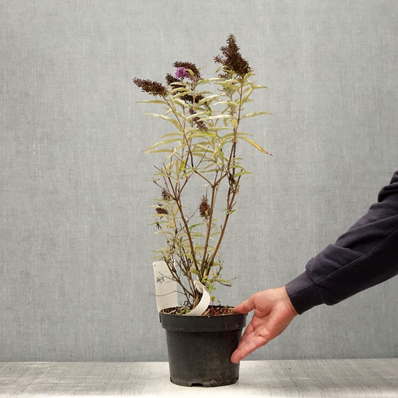 Example of Buddleia davidii Purple Emperor - Arbre aux papillons Pot de 2L/3L as you get in ete