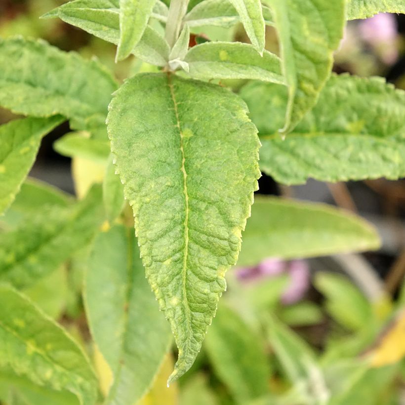 Buddleia davidii Reve de Papillon White - Arbre aux papillons (Foliage)