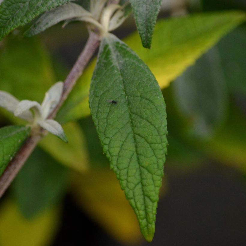 Buddleia davidii Summer Beauty (Foliage)
