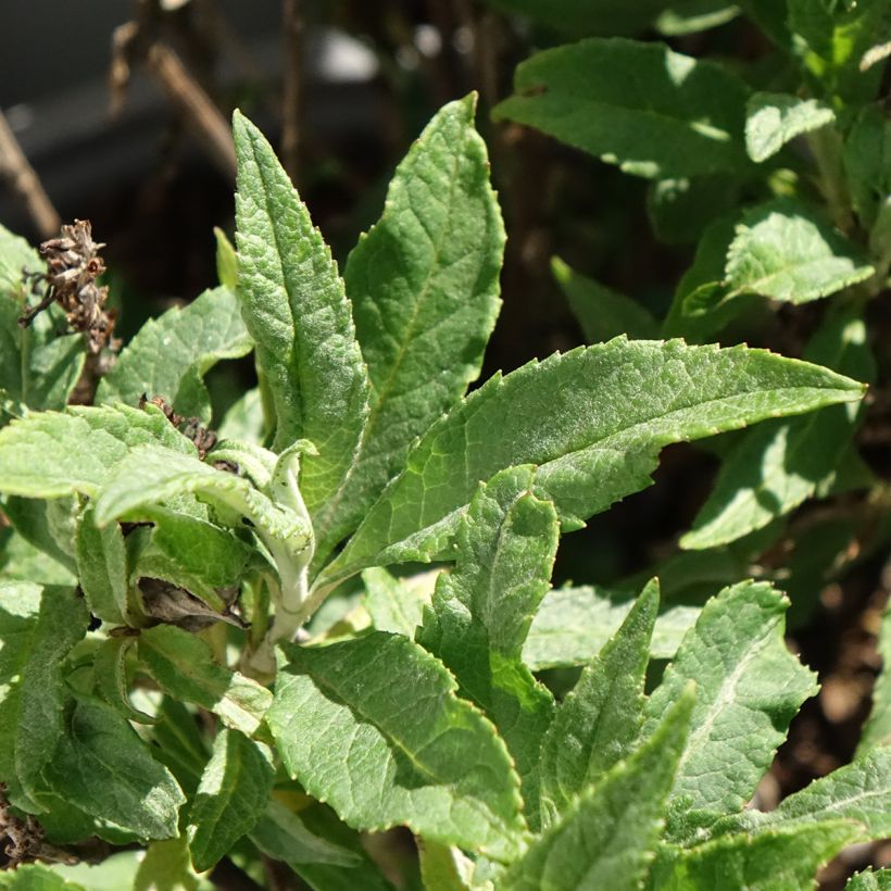 Buddleia davidii Tiny Buddy Deep Blue - Arbre aux papillons nain (Foliage)