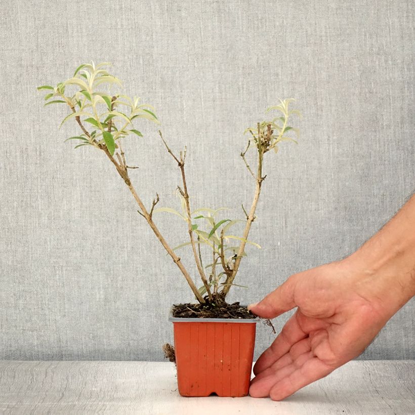 Example of Buddleia davidii White Profusion - Arbre aux papillons Godet de 8/9 cm as you get in ete