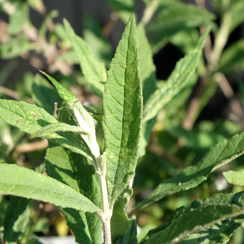 Buddleia Free Petite Lavender Flow - Arbre aux papillons (Foliage)