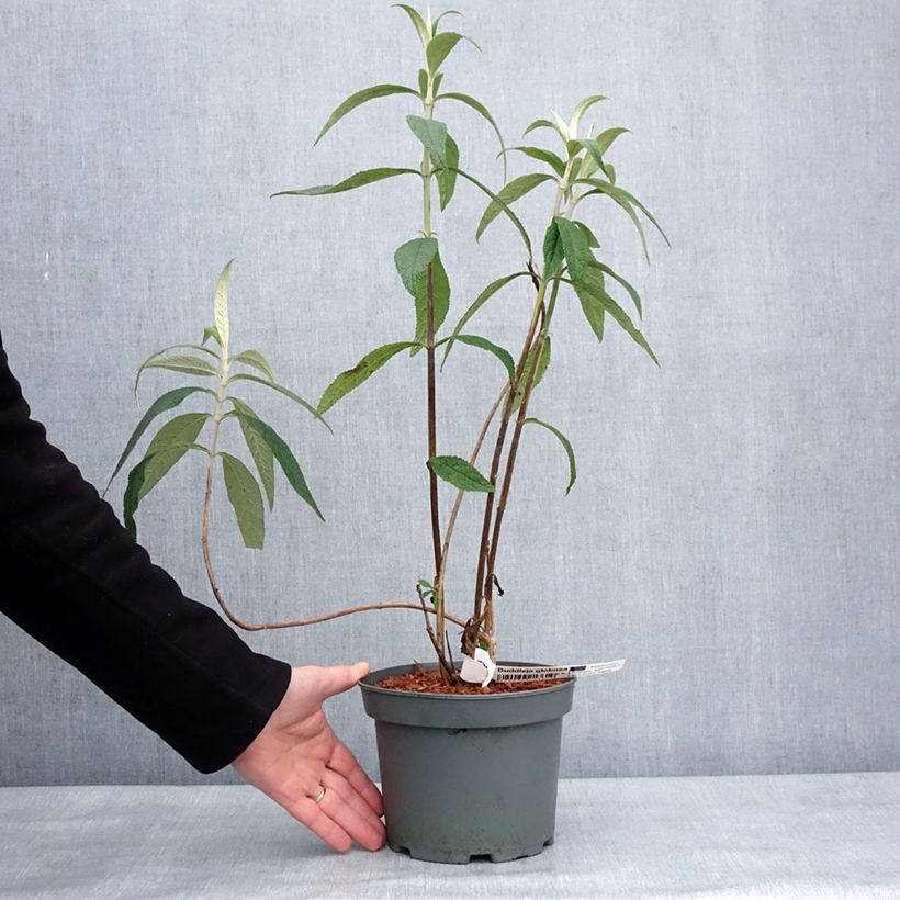 Example of Buddleia globosa - Arbre à papillon à fleurs en boules Pot de 3L/4L as you get in hiver
