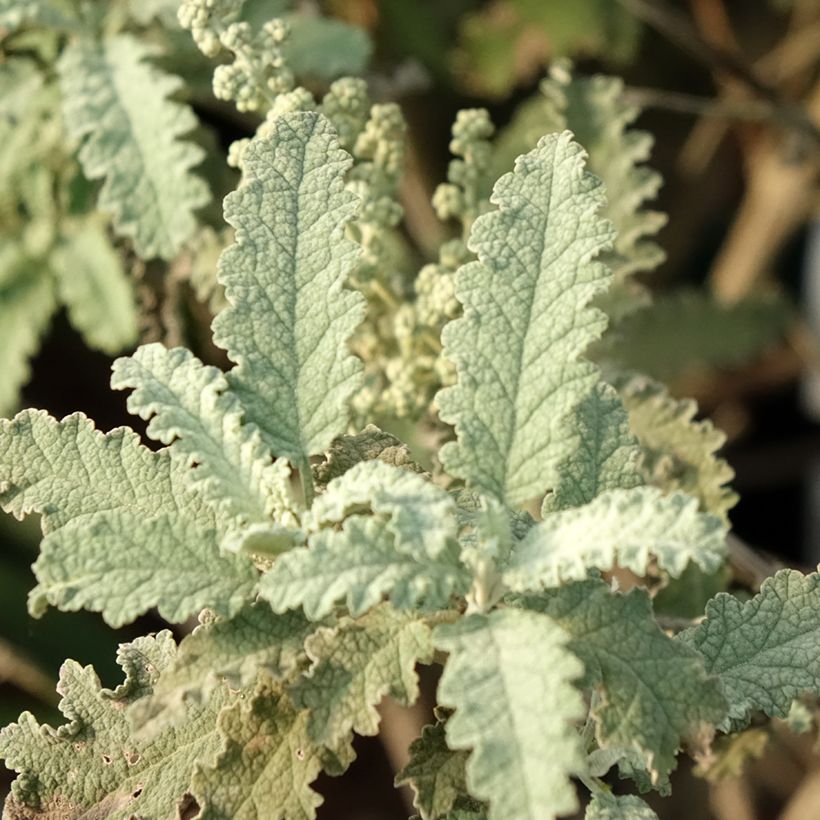 Buddleia glomerata Silver Service - Arbre aux papillons  (Foliage)