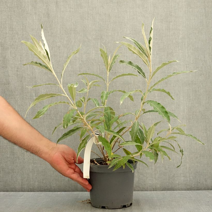 Example of Buddleia megalocephala - Arbre à papillons Pot de 3L/4L as you get in ete
