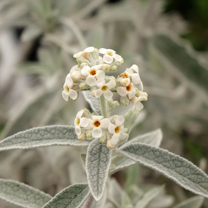 Buddleia Silver Anniversary - Arbre aux papillons (Flowering)