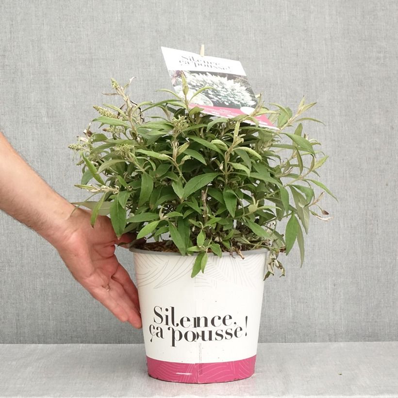 Example of Buddléia Tiny Buddy White - Arbre aux papillons nain Pot de 4L/5L as you get in automne