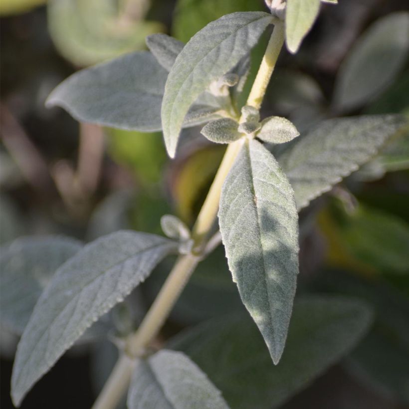 Buddleia White Chip  - Arbre aux papillons nain (Foliage)
