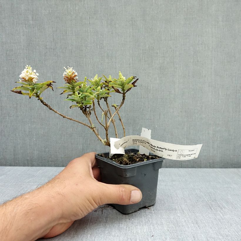 Example of Buddleja davidii Butterfly Candy Little White - Arbre aux papillons nain Godet de 8/9 cm as you get in ete