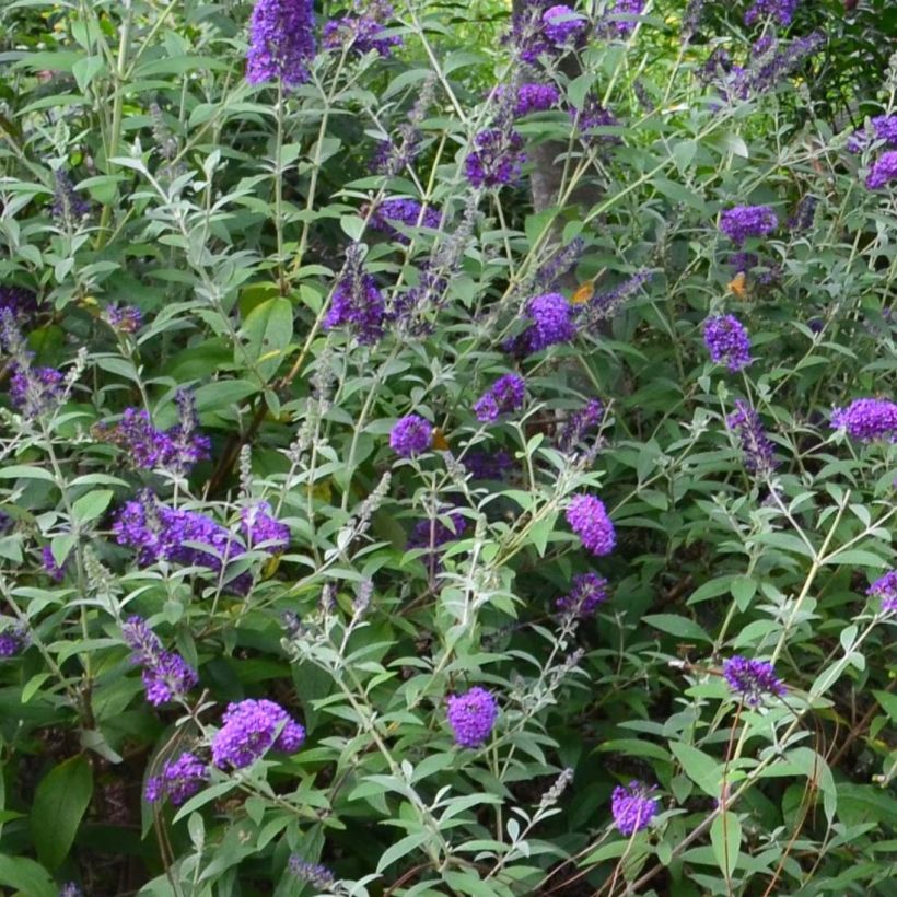 Buddleja davidii Groovy Grape - Arbre à papillons (Flowering)