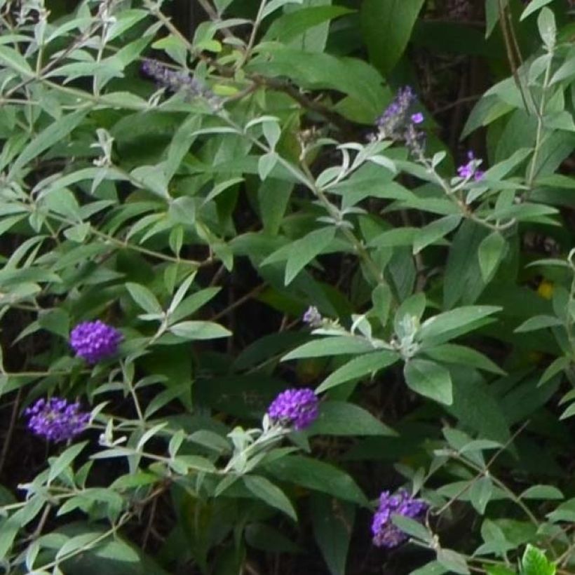 Buddleja davidii Groovy Grape - Arbre à papillons (Foliage)
