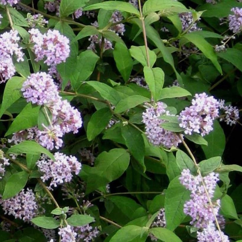 Buddleja delavayi - Arbre à papillons (Foliage)