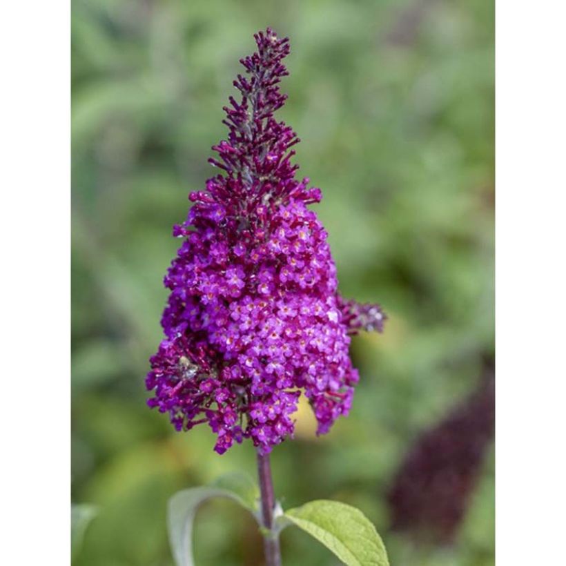Buddleja Funky Fuchsia - Arbre aux papillons (Flowering)