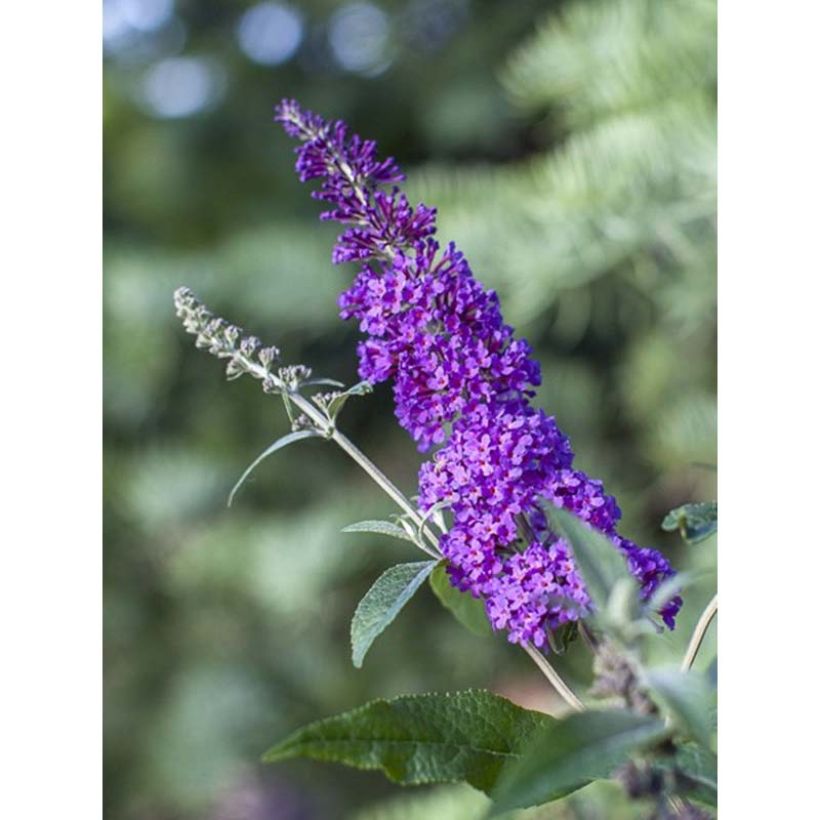 Buddleja Psychedelic Sky - Arbre aux papillons (Flowering)