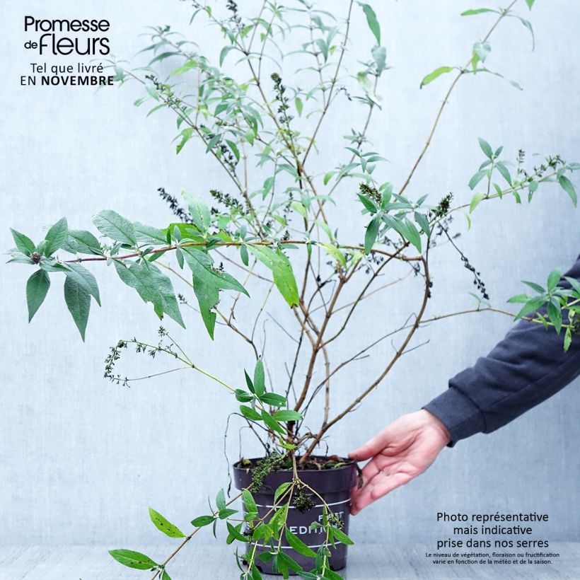 Example of Buddleja Psychedelic Sky - Arbre aux papillons Pot de 2L/3L as you get in automne