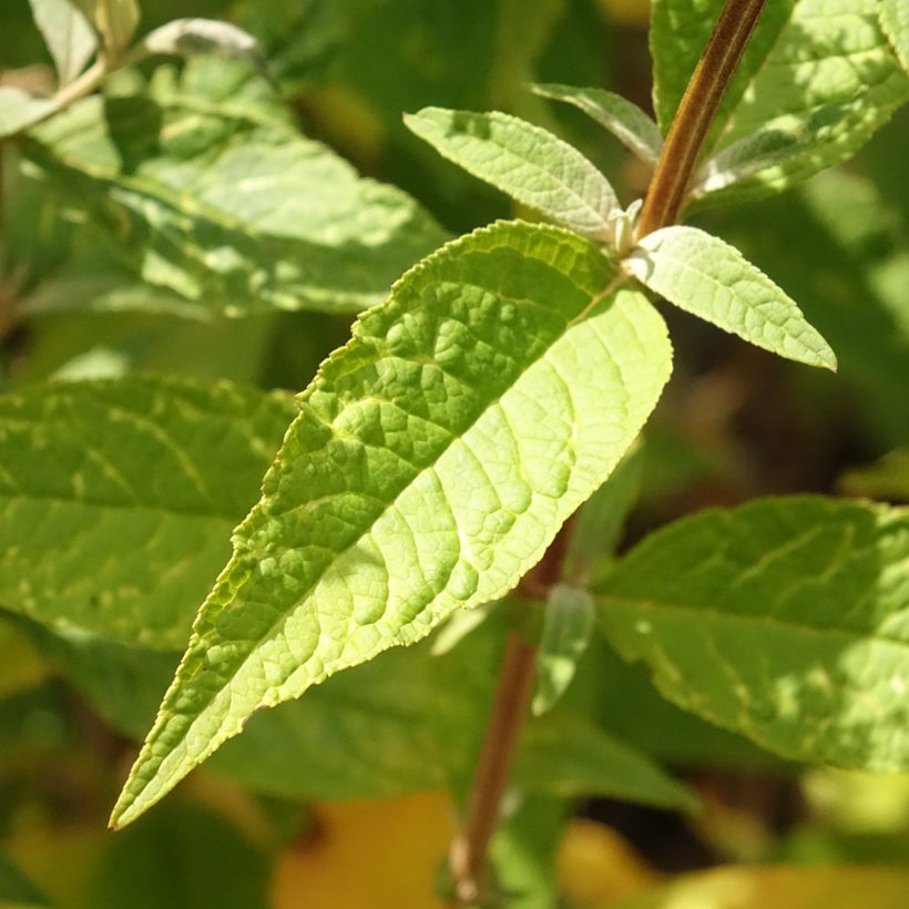 Buddleja Psychedelic Sky - Arbre aux papillons (Foliage)