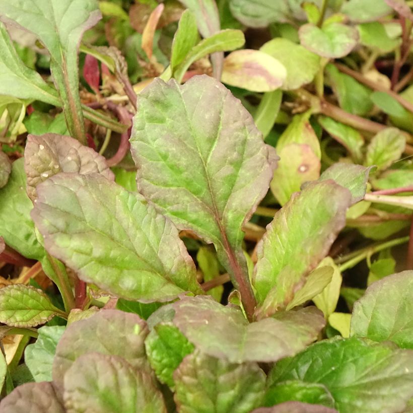 Bugle rampante - Ajuga reptans Catlin's Giant (Foliage)
