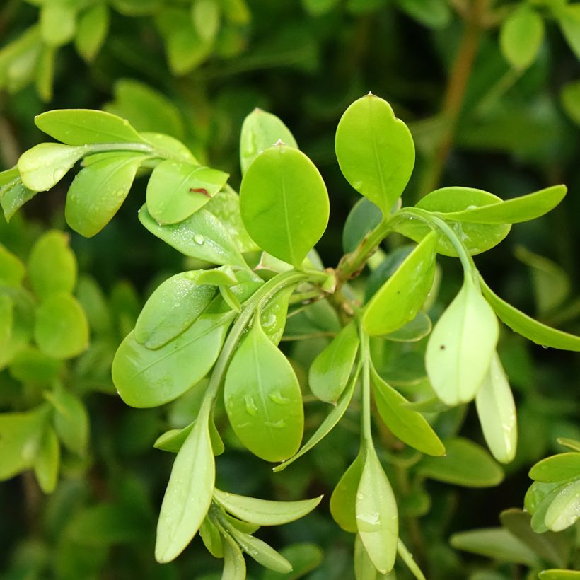 Buis - Buxus Betterbuxus Heritage (Foliage)