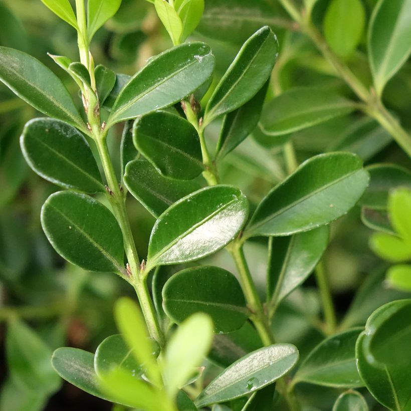 Buis - Buxus Betterbuxus Skylight (Foliage)