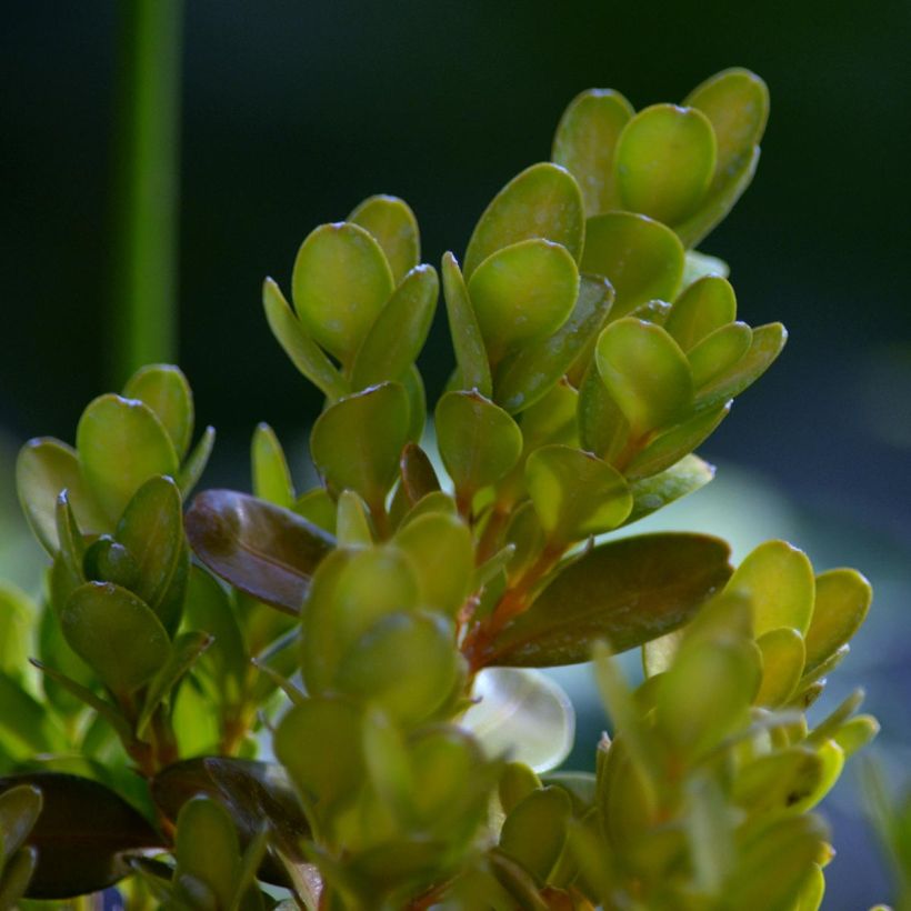 Buis de haie - Buxus sempervirens Suffruticosa en godet (Foliage)