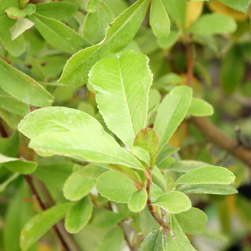 Pyracantha coccinea Saphyr Jaune - Buisson ardent   (Foliage)