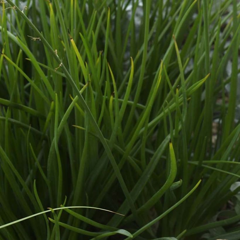 Bulbine frutescens - Bulbine jaune (Foliage)