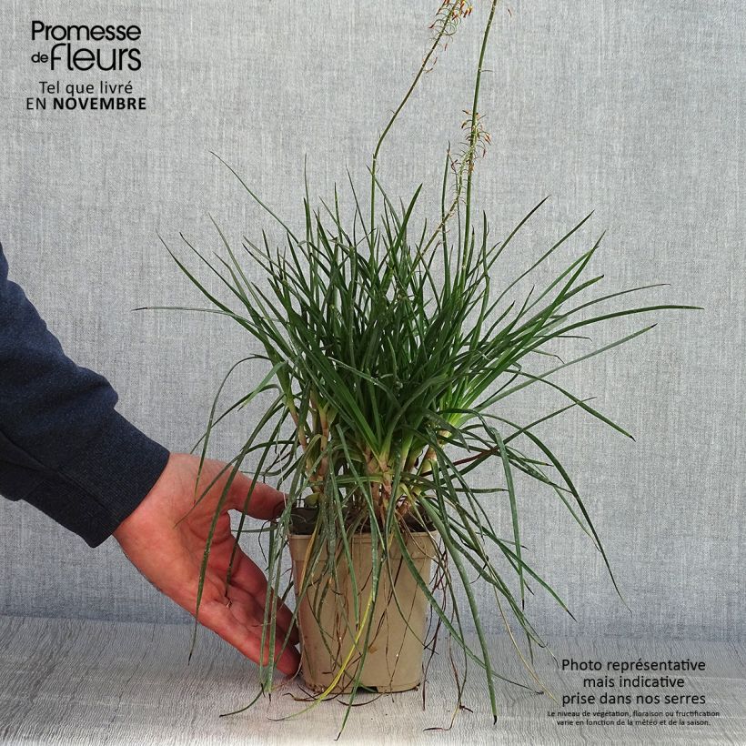 Example of Bulbine frutescens Hallmarck Pot de 1L/1,5L as you get in automne