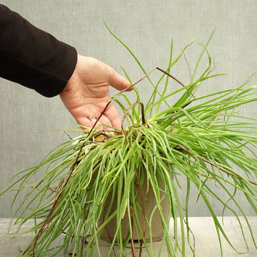 Example of Bulbine frutescens Medicus Pot de 3L/4L as you get in automne