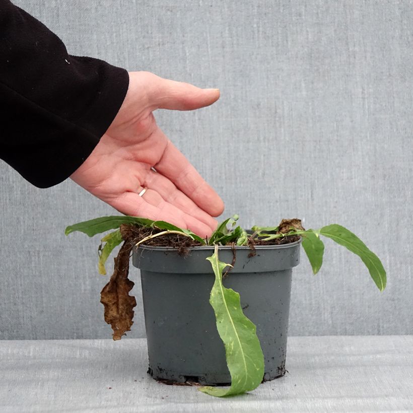 Example of Bunias orientalis - Roquette d’Orient, Bunias d’Orient Pot de 1,5L/2L as you get in hiver