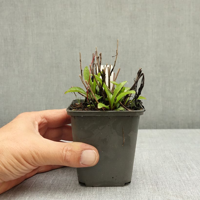 Example of Buphthalmum salicifolium Alpen Gold Godet de 8/9 cm as you get in ete
