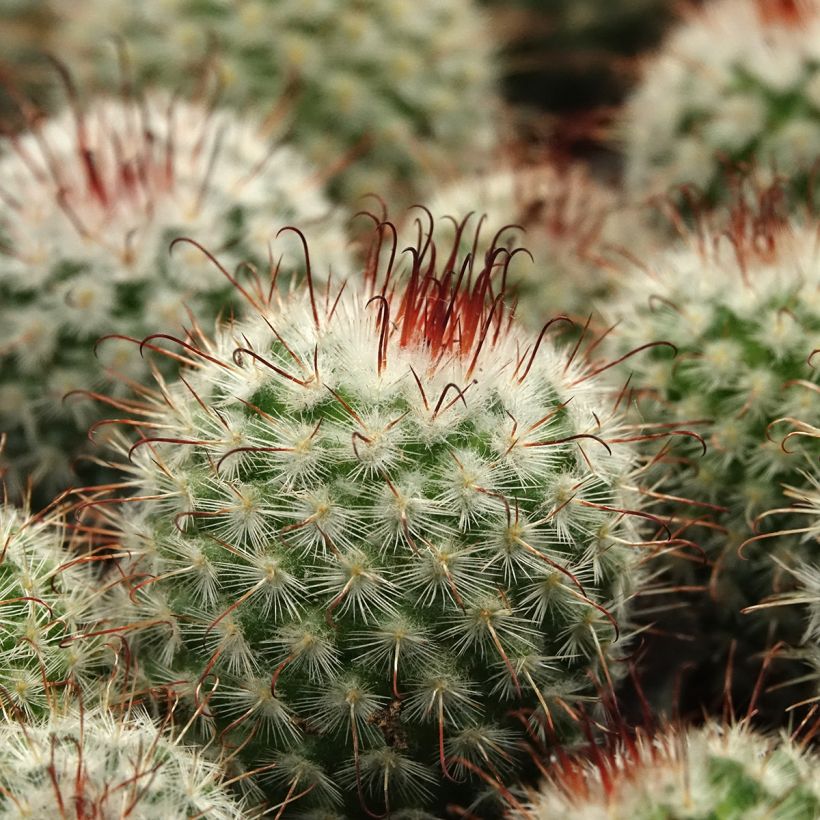 Cactus - Mammillaria bombycina (Foliage)