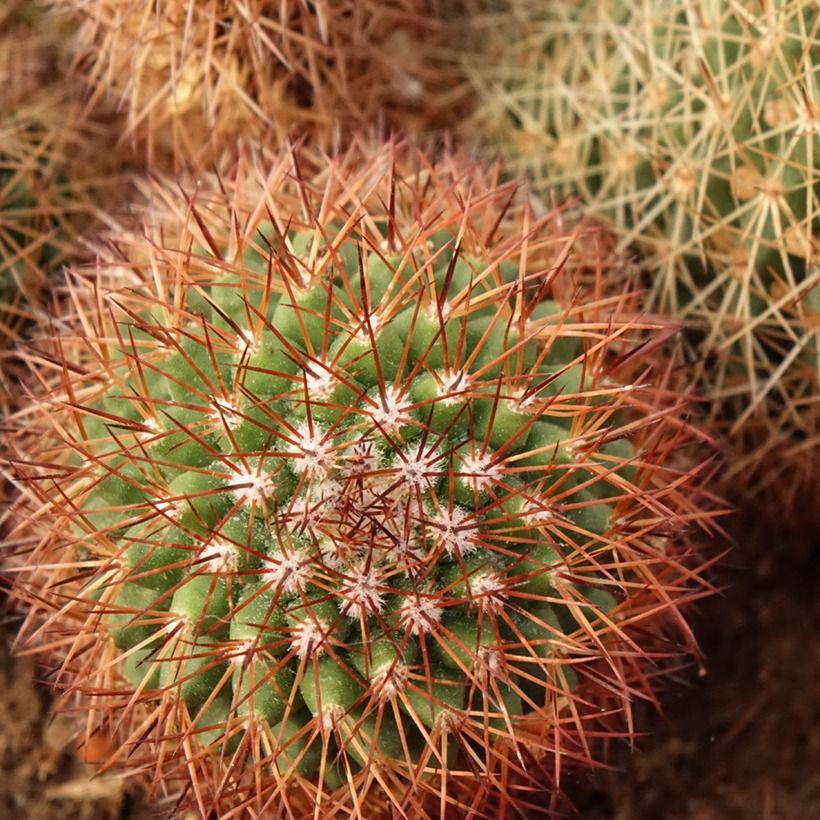 Cactus - Mammillaria ernestii var. rubrispina (Foliage)
