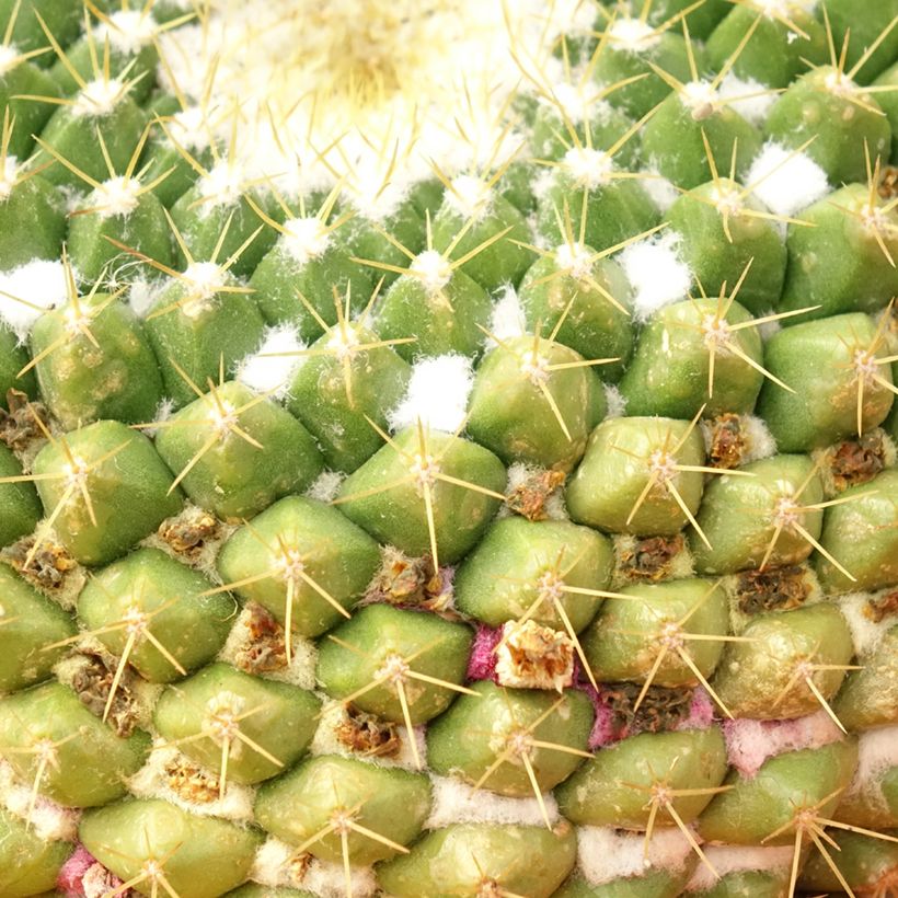 Cactus - Mammillaria marksiana (Foliage)