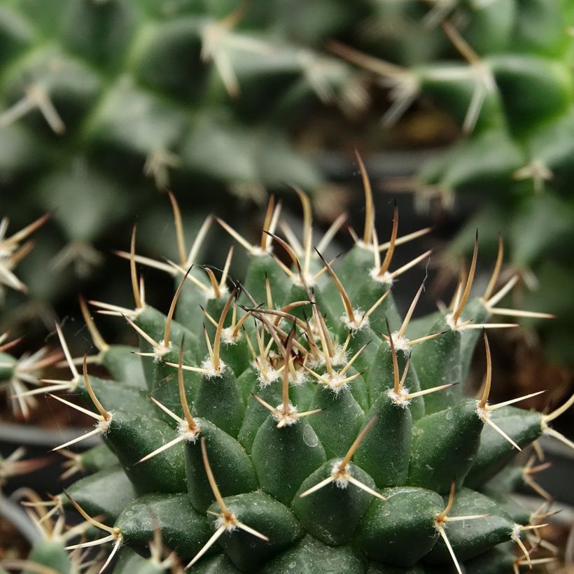 Cactus - Mammillaria nejapensis Silver Arrows (Foliage)