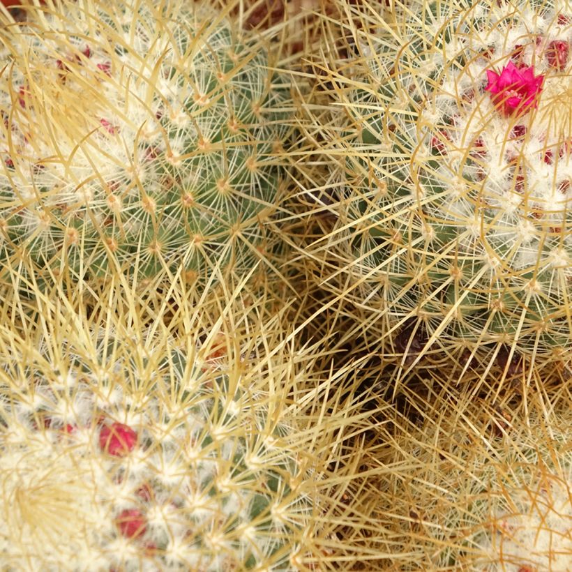 Cactus - Mammillaria pringlei (Foliage)