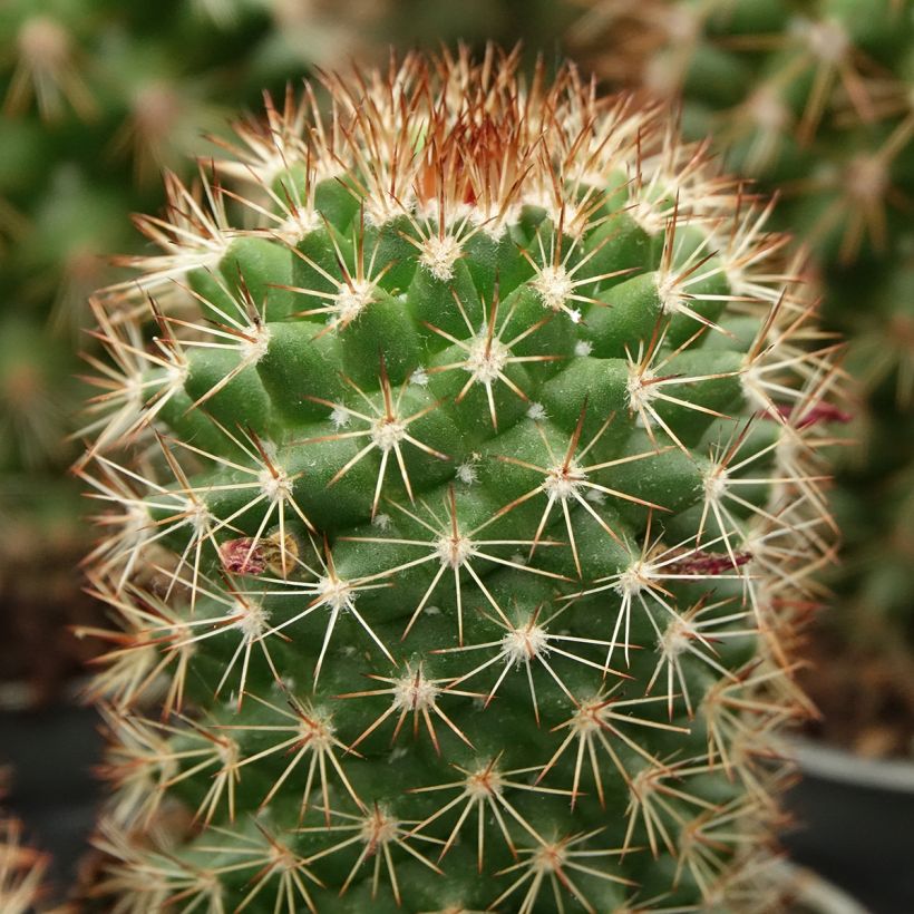 Cactus - Mammillaria ruestii (Foliage)