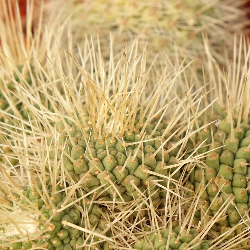 Cactus - Mammillaria Un Pico (Foliage)