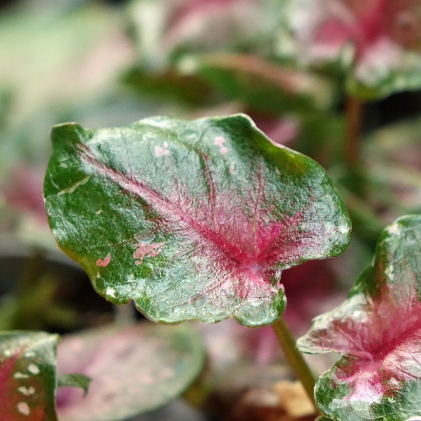 Caladium Casey (Foliage)