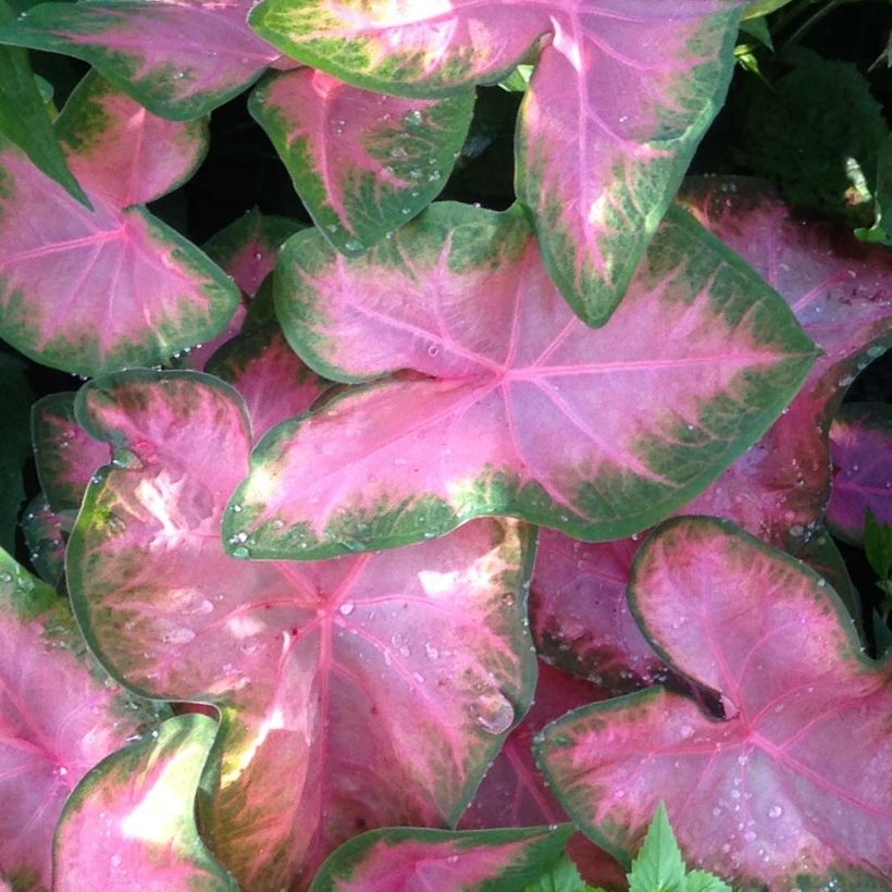 Caladium Rosebud (Foliage)