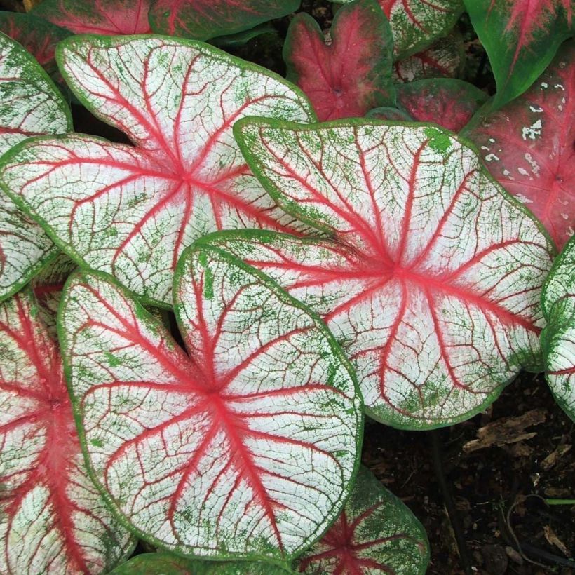 Caladium White Queen (Foliage)