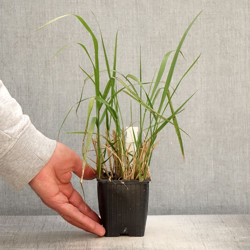 Example of Calamagrostis acutiflora Eldorado Godet de 8/9 cm as you get in printemps