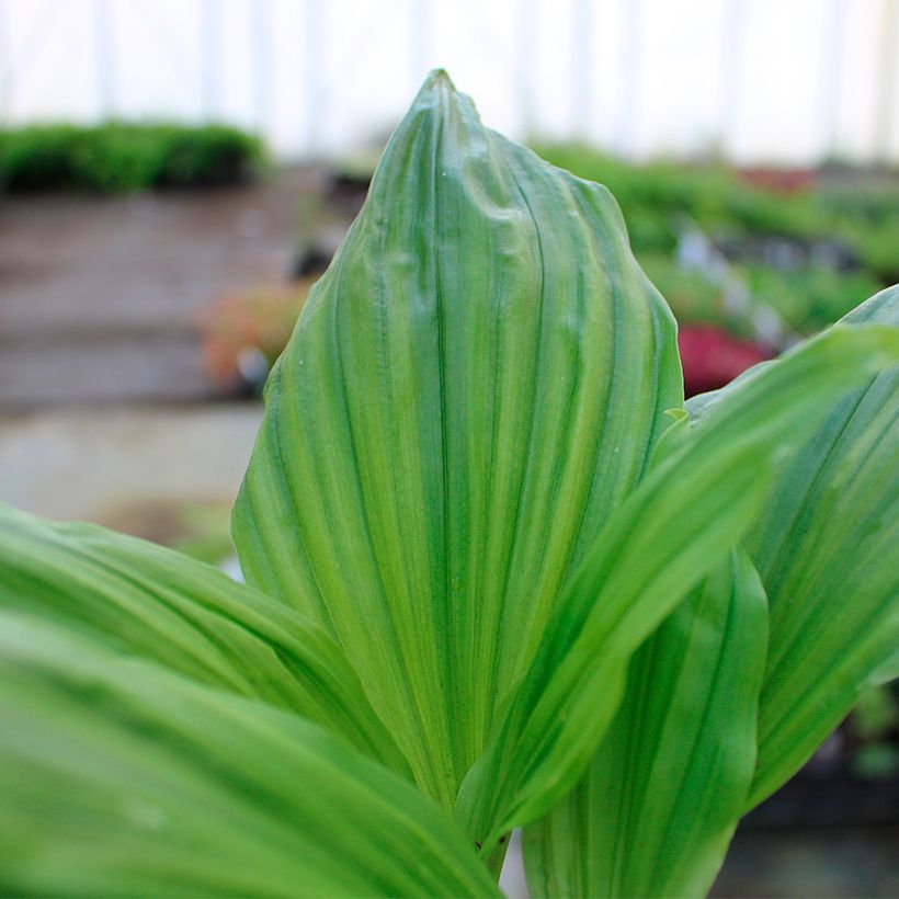 Calanthe Arizona Dream - Orchidée vivace (Foliage)