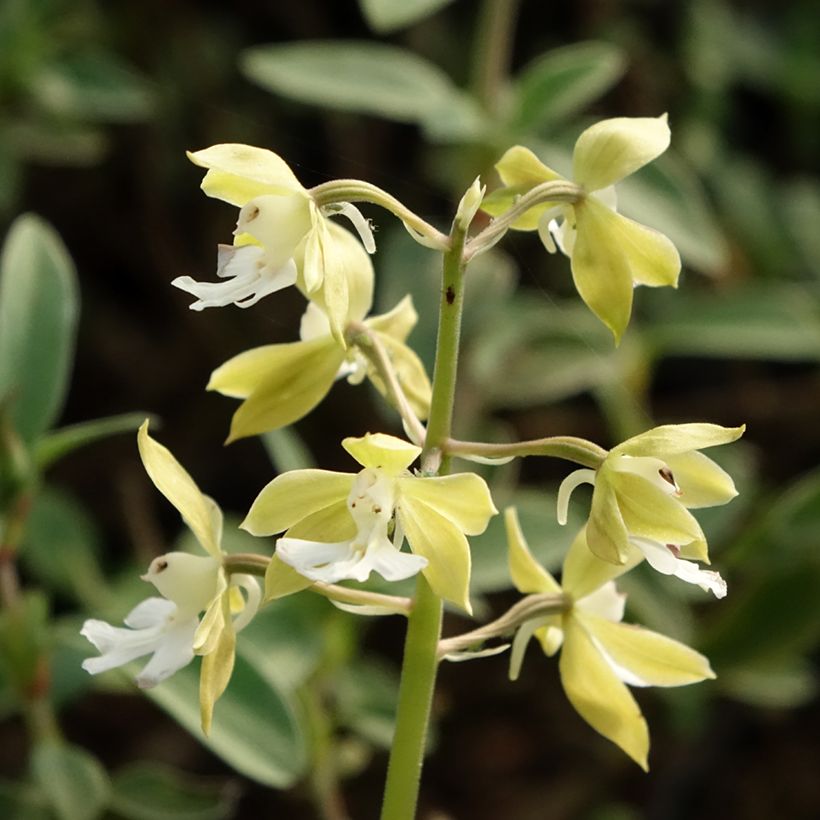 Calanthe discolor (Flowering)