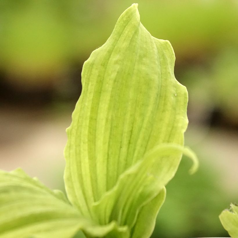 Calanthe reflexa - Orchidée vivace (Foliage)