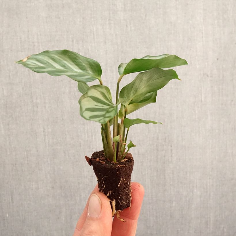 Example of Calathea Freddie Mini-plante as you get in printemps